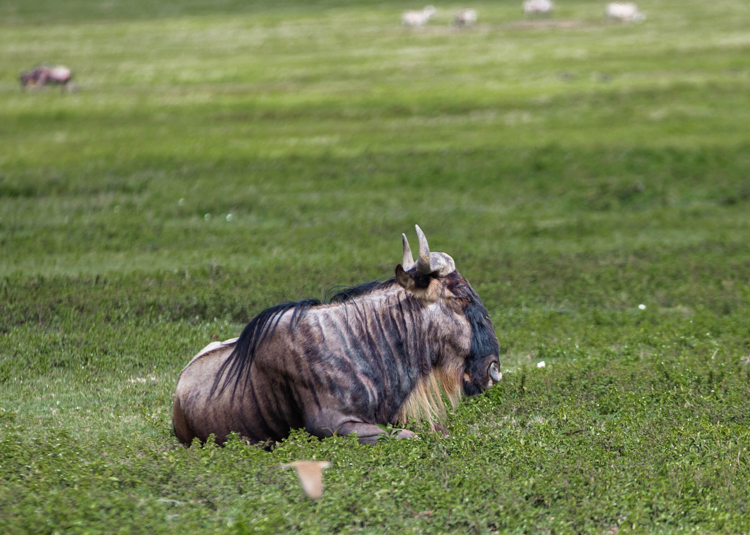 ARUSHA NATIONAL PARK