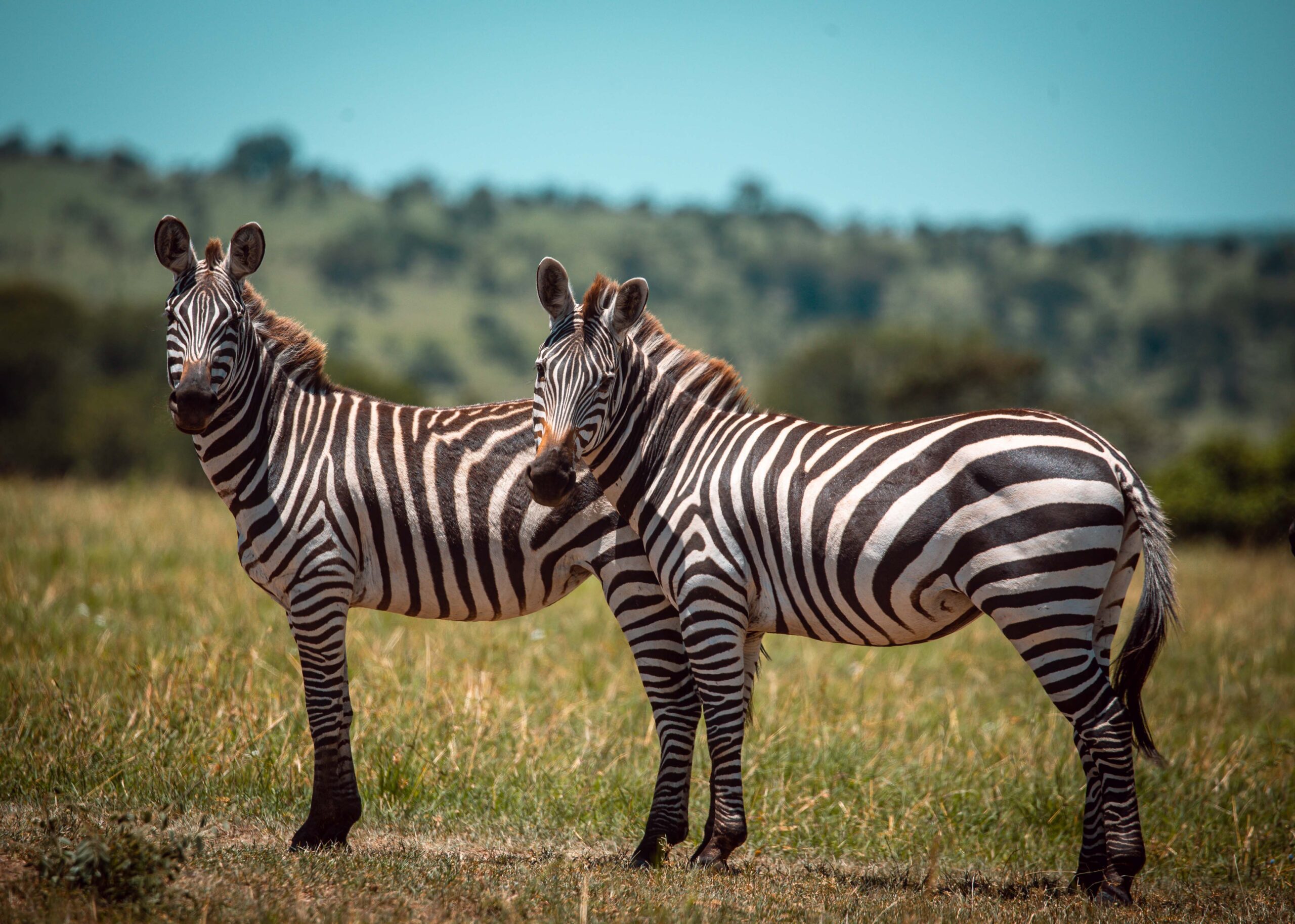 Arusha – Ngorongoro Crater